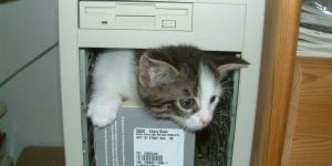 Photo d'un chaton à l'intérieur d'un ordinateur