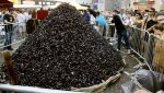 photo d'un tas de moules lors d'une braderie à Lille